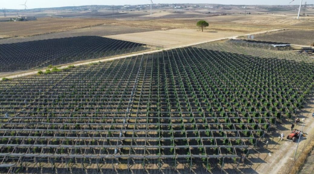 La Svolta (Italy) combines renewable energy with viticulture, installing solar panels in vineyards to support grape quality and reduce environmental impact