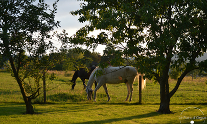 Horses